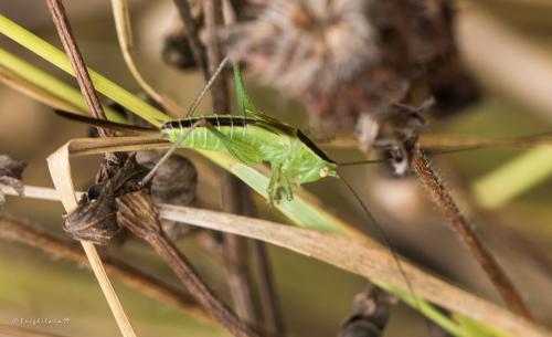 Conocephalus fuscus